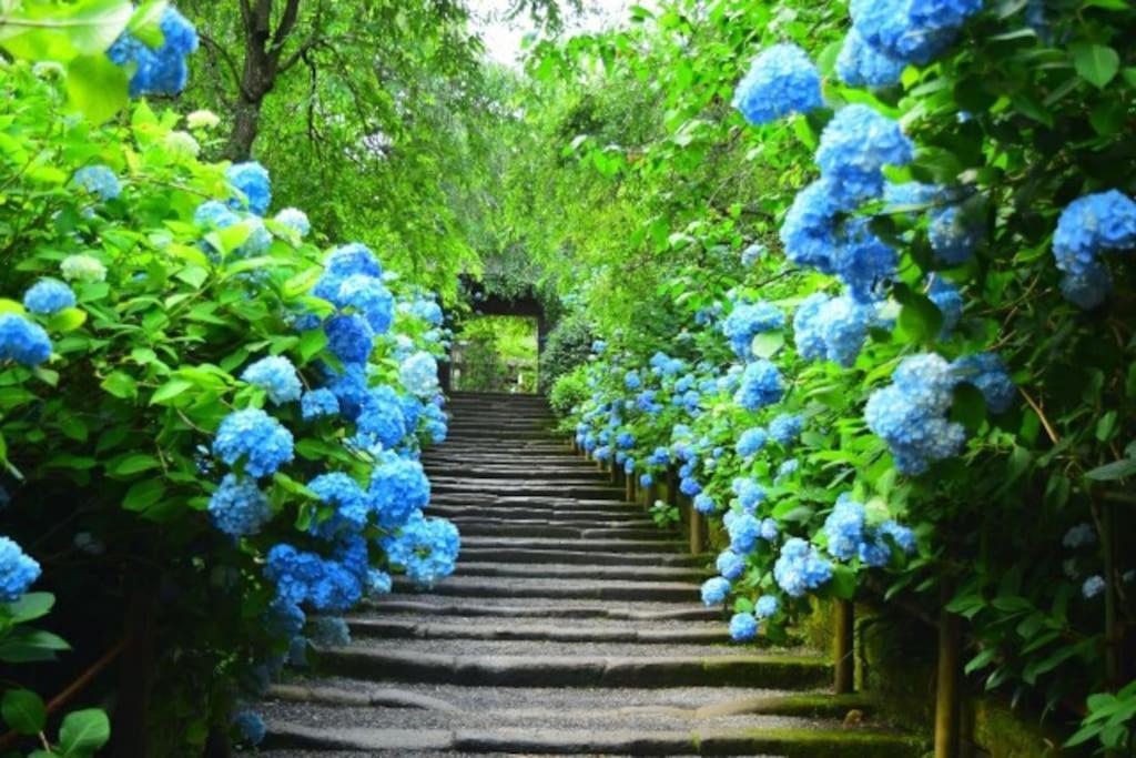 甘糟屋敷 Amakasu Yashiki Kamakura Villa Eksteriør billede
